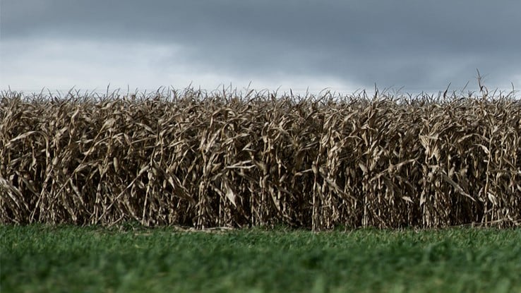 Corn Fields 