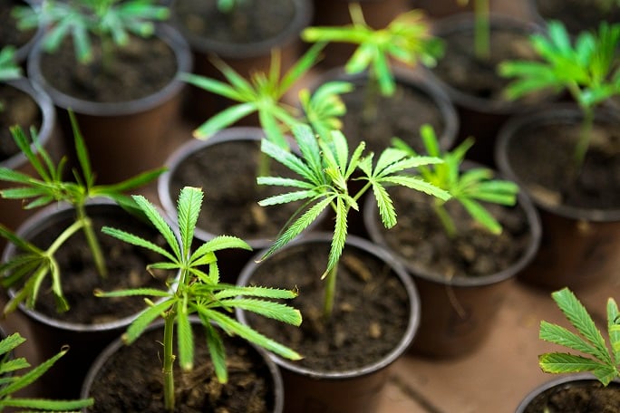 ISO Emerging Issues marijuana series