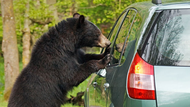 Bear At Car Window 