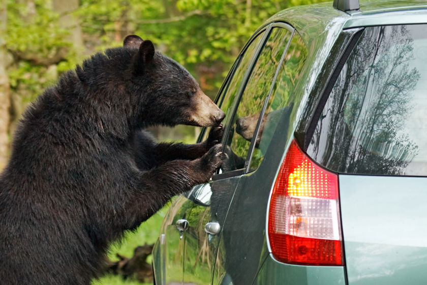 Bear At Car Window 