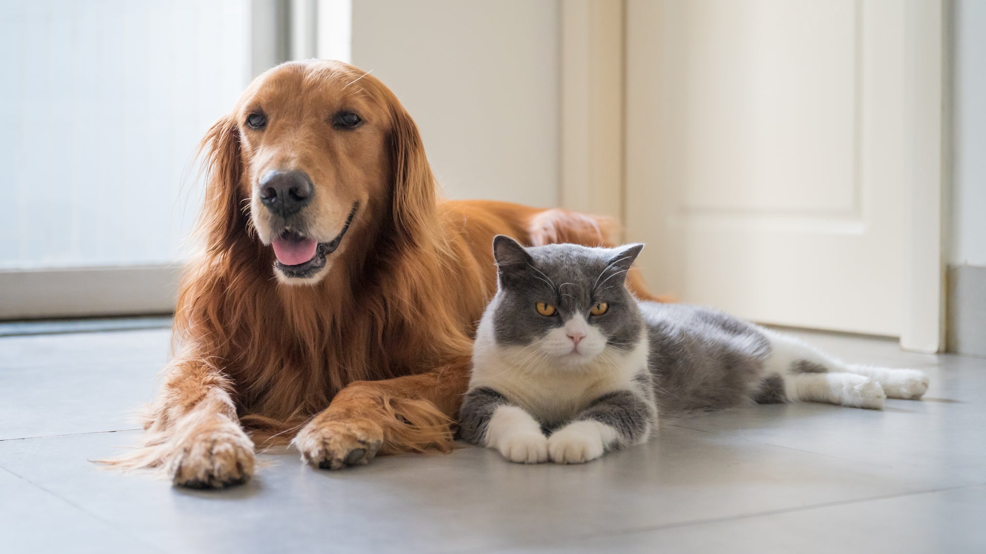 Golden Retriever And Short Hair Cat Laying On The Floor 