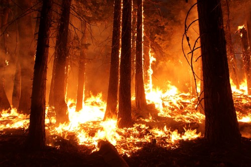 wildfire-image_500x333