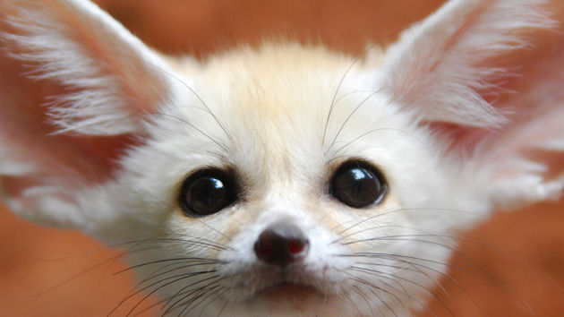 Fennec