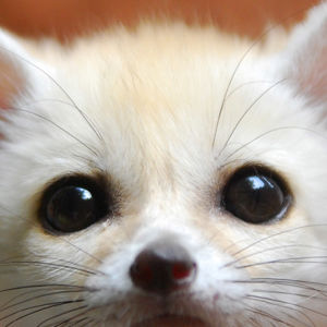 Fennec